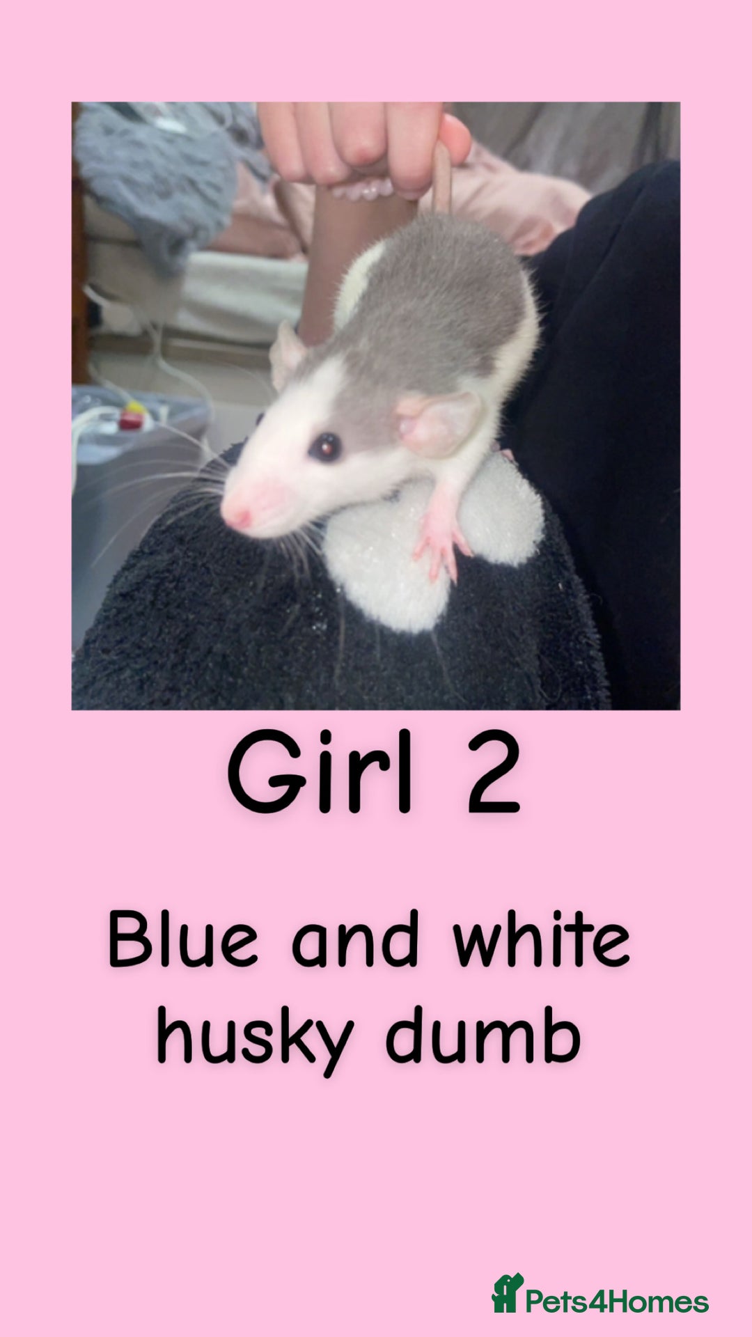 Rat rodents for sale: Beautiful baby rats looking for forever homes! - Advert 2
