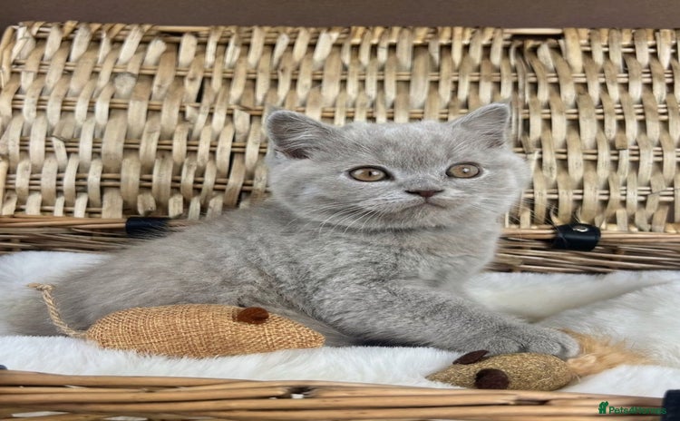 British Shorthair cats - Advert 15