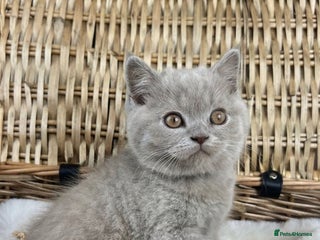 British Shorthair cats - Advert 5