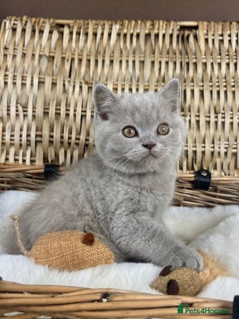British Shorthair cats - Advert 16