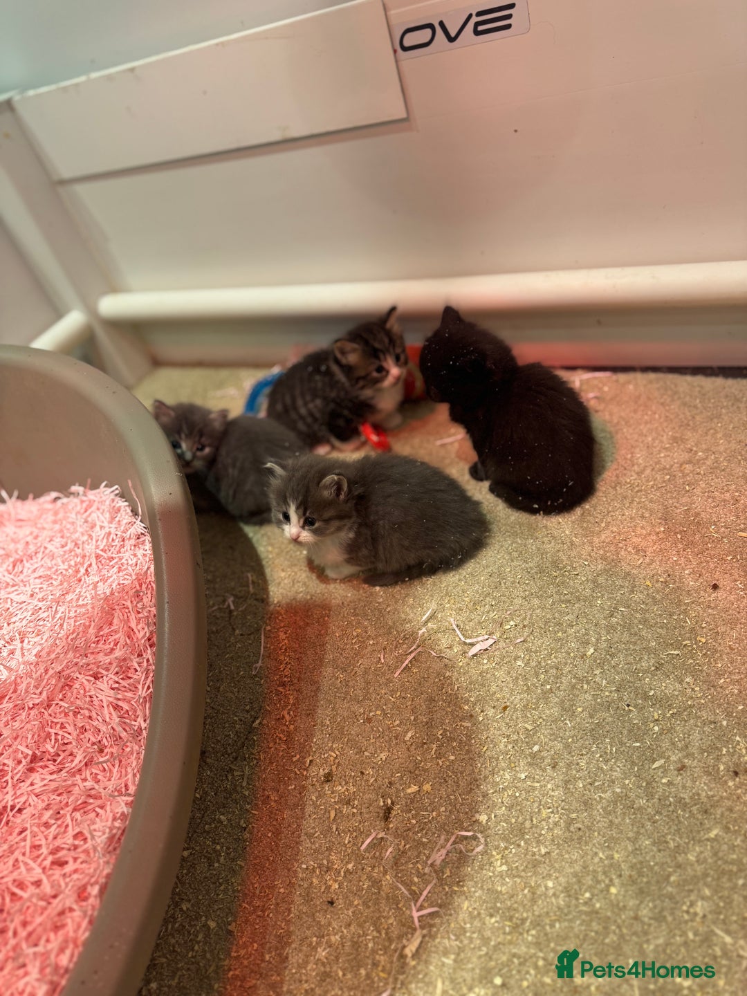 Mixed Breed cats for sale: 5 lovely kittens for sale  - Image 28