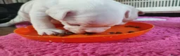 French Bulldog dogs for sale: french bulldog puppies - Advert 10