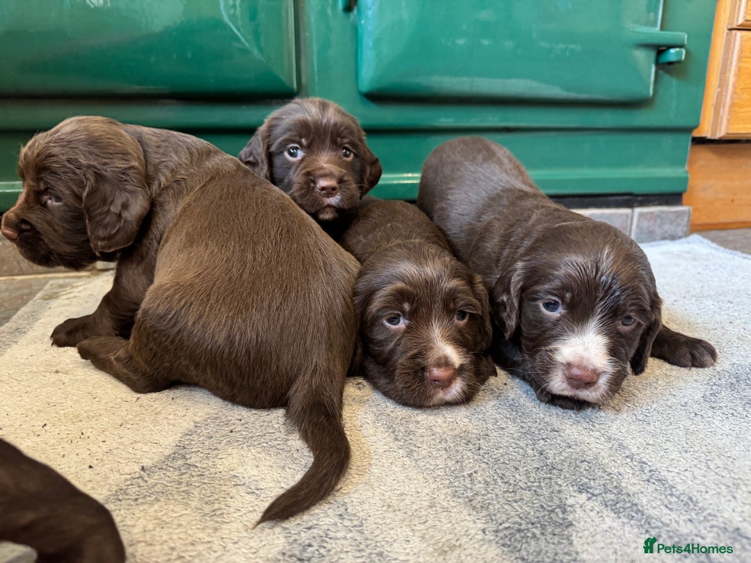 Sprocker dogs for sale: F1 Sprocker puppies liver and white  - Image 12