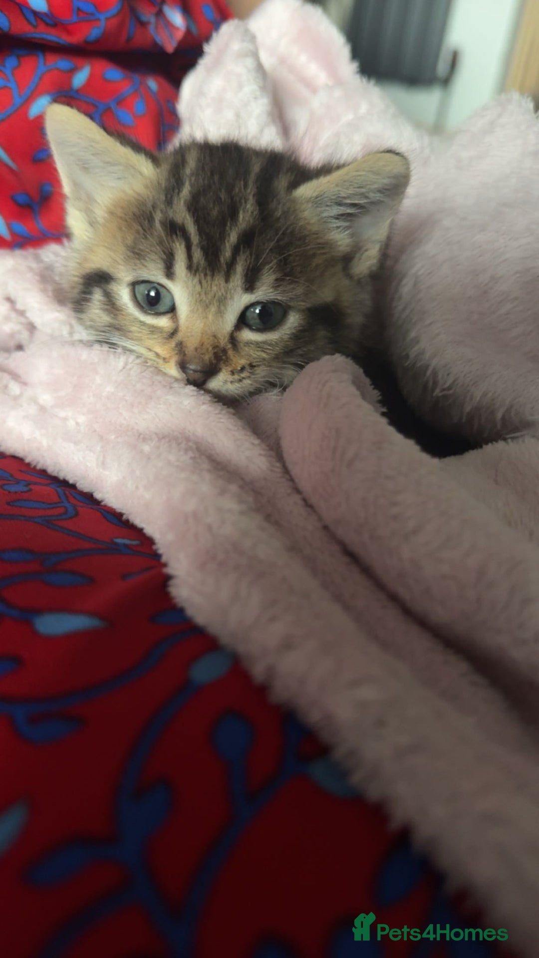 Mixed Breed cats for sale: Tabby kitten  - Image 2