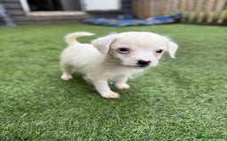 Jack Russell dogs for sale: The cutest little Jack Russel pups ❤️ - Image 10