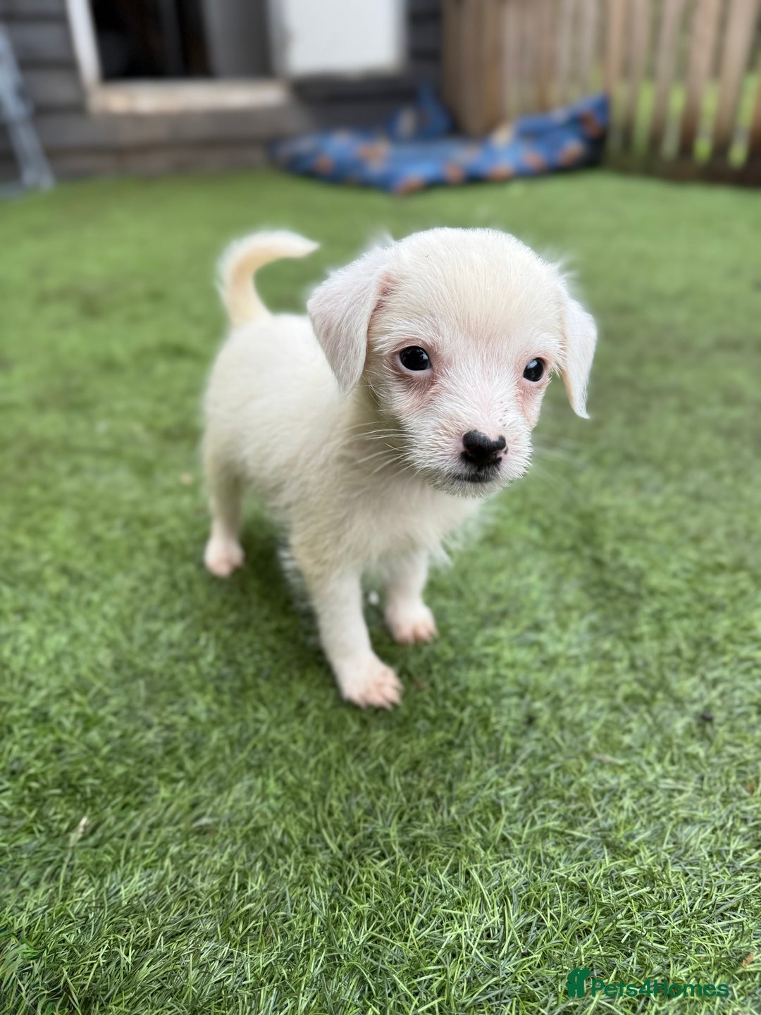Jack Russell dogs for sale: The cutest little Jack Russel pups ❤️ - Image 10