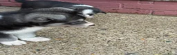 Siberian Husky dogs for sale: Puppies ready to go in London - Advert 12
