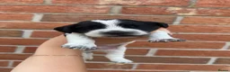 Sprocker dogs for sale: 7 beautiful sprocker spanials - Advert 28