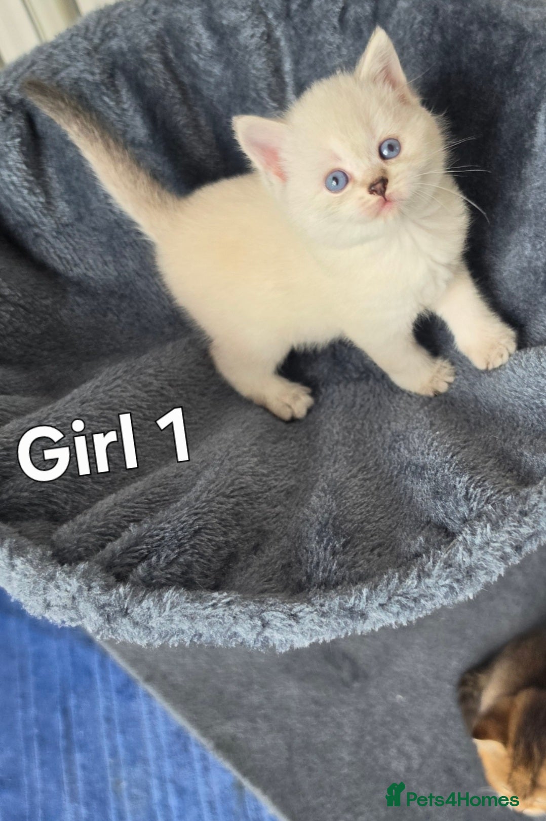 Scottish Fold cats Adorable 6 Scottish fold kittens  - Advert 2