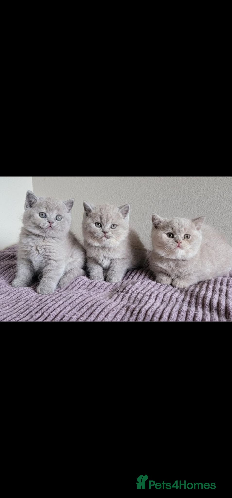 British Shorthair cats GCCF Lilac British shorthair - Advert 1