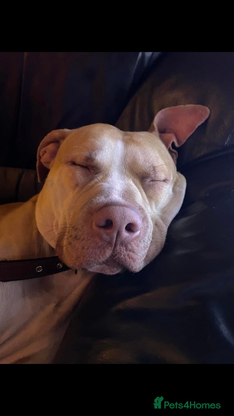 Staffordshire Bull Terrier dogs Red Nose Irish Staff - Advert 10