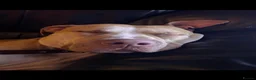 Staffordshire Bull Terrier dogs for sale: Red Nose Irish Staff in Coventry - Advert 1