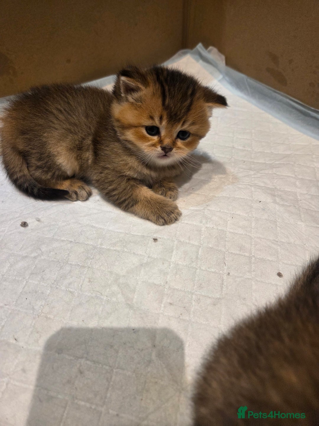 Scottish Fold cats for sale: Scottish Fold Kittens - Image 2