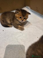 Scottish Fold cats - Advert 9