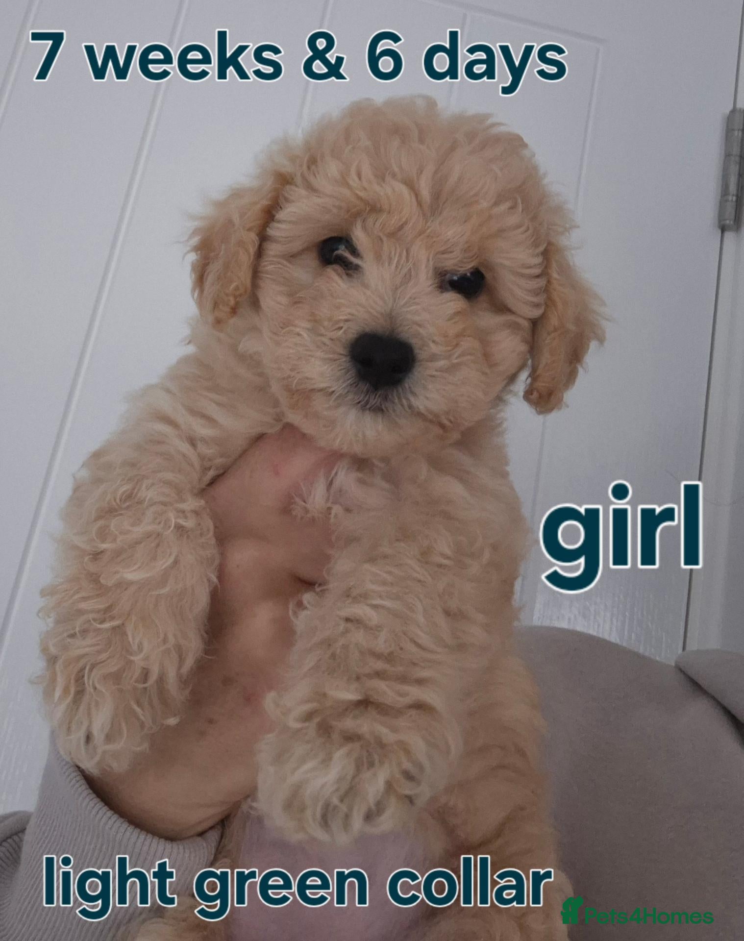 Cavapoochon dogs Available and ready to leave in 5 days - Advert 1