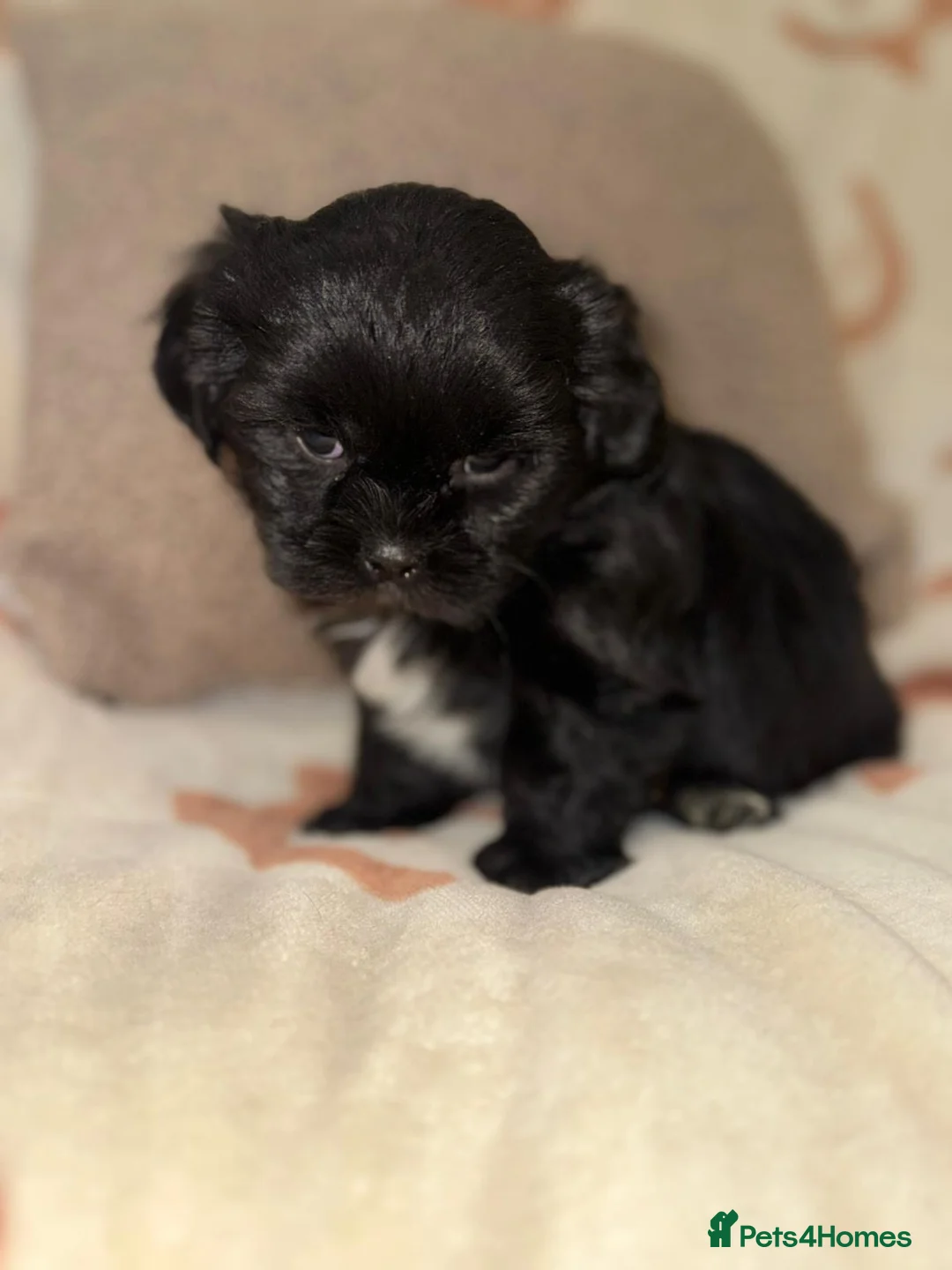 Shih Tzu dogs for sale: Stunning Black Shih Tzu Puppies - Advert 18