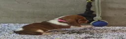 Basset Hound dogs for sale: KC BASSET HOUND PUPPIES FROM HEALTH SCORED PARENTS - Advert 36