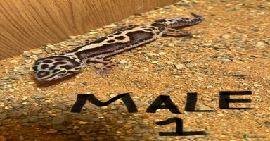 Leopard Gecko reptiles - Advert 13