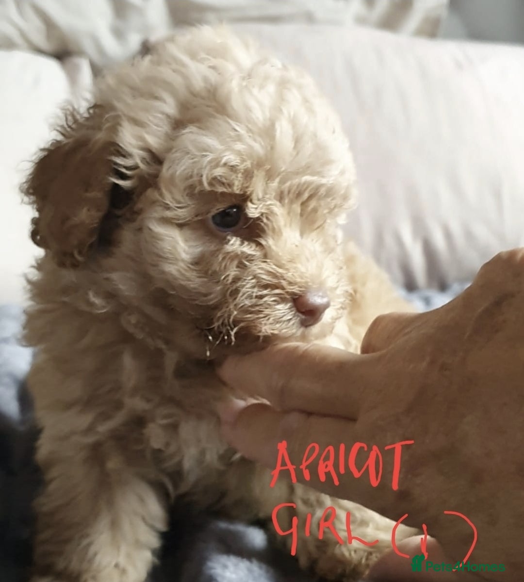 Toy Poodle dogs for sale: KC Toy Poodles, health tested, champion bloodline - Image 22