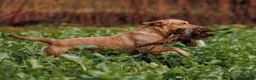 Labrador Retriever dogs for sale: QUALITY COMPETITION PROSPECT in Gloucester - Advert 5