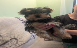 Yorkshire Terrier dogs for sale: Yorkshire terrier puppies  - Image 4