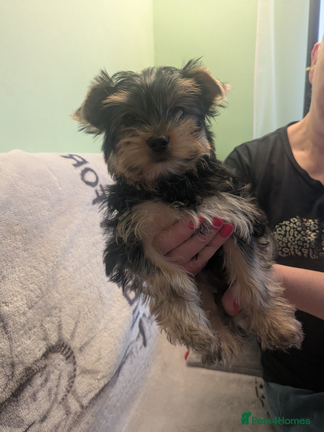 Yorkshire Terrier dogs for sale: Yorkshire terrier puppies  - Image 4