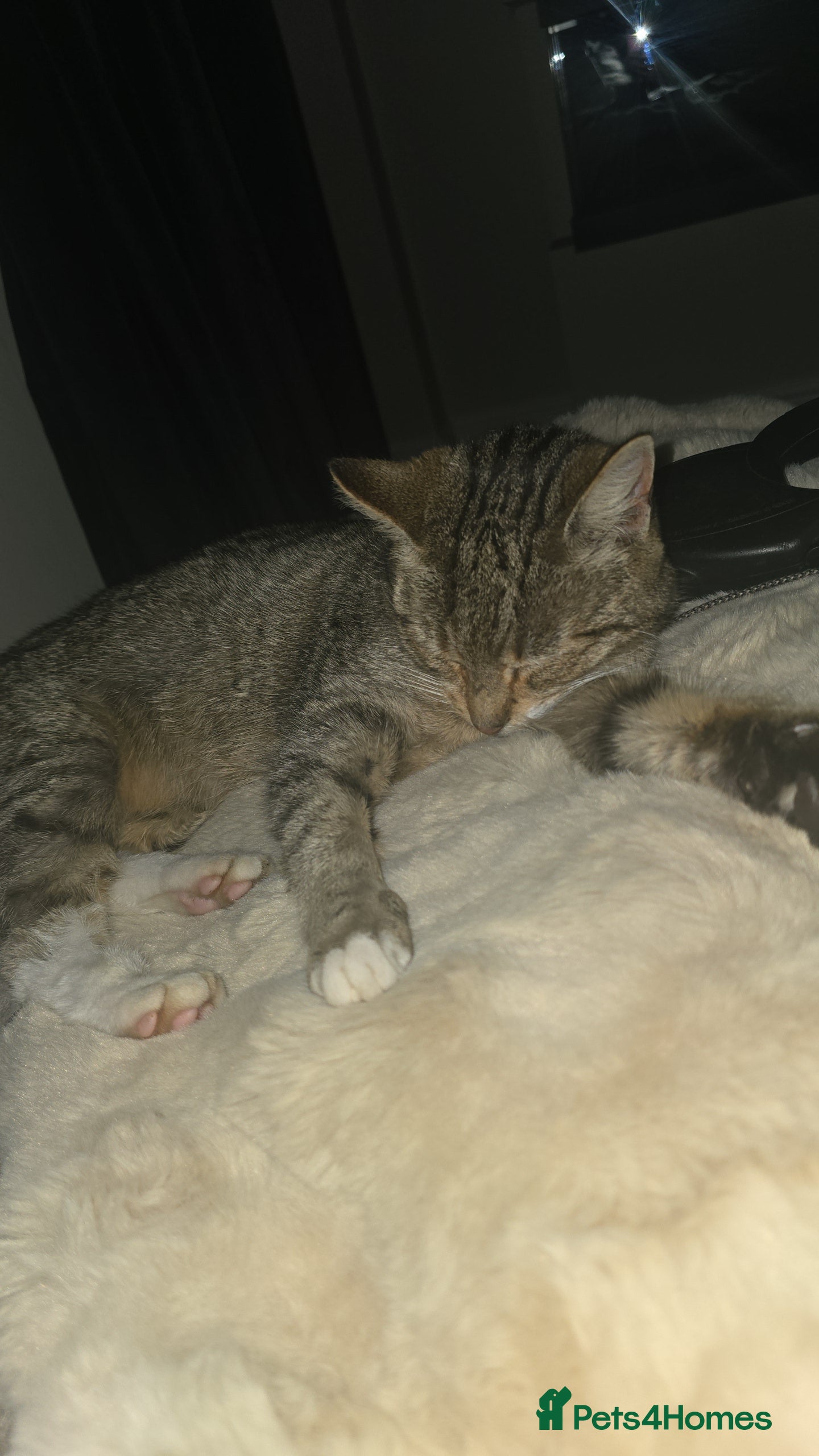 Mixed Breed cats Female mother and daughter  - Advert 10