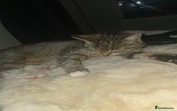 Mixed Breed cats for sale: Female mother and daughter  - Image 1