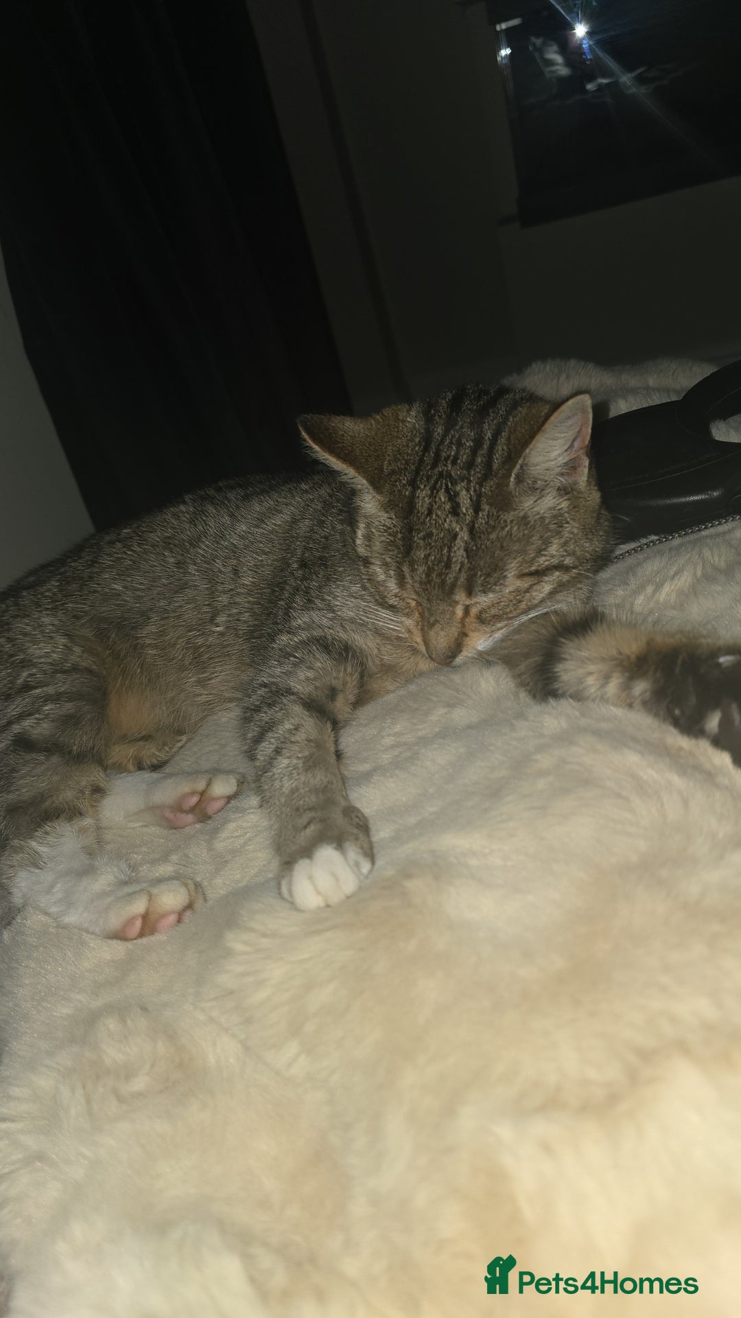 Mixed Breed cats for sale: Female mother and daughter  - Image 1