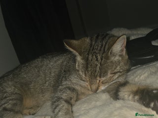 Mixed Breed cats for sale - Advert 1