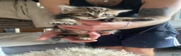 Mixed Breed cats for sale: Kittens for sale £100  in Sowerby Bridge - Advert 4