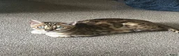 Bengal cats for sale: Stunning Bengal kitties - Advert 7