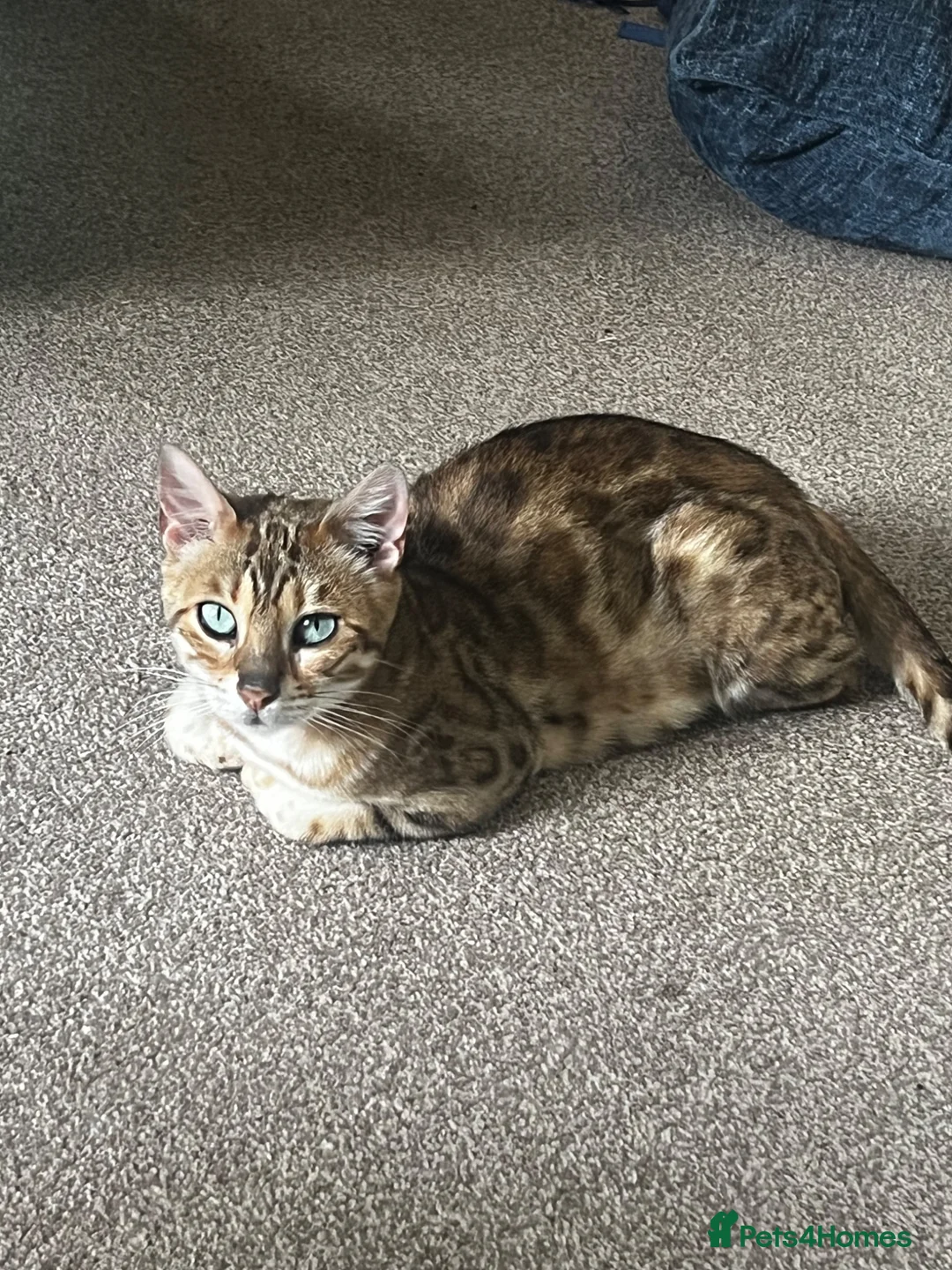 Bengal cats for sale: Stunning Bengal Kittens Only 1 left - Advert 1