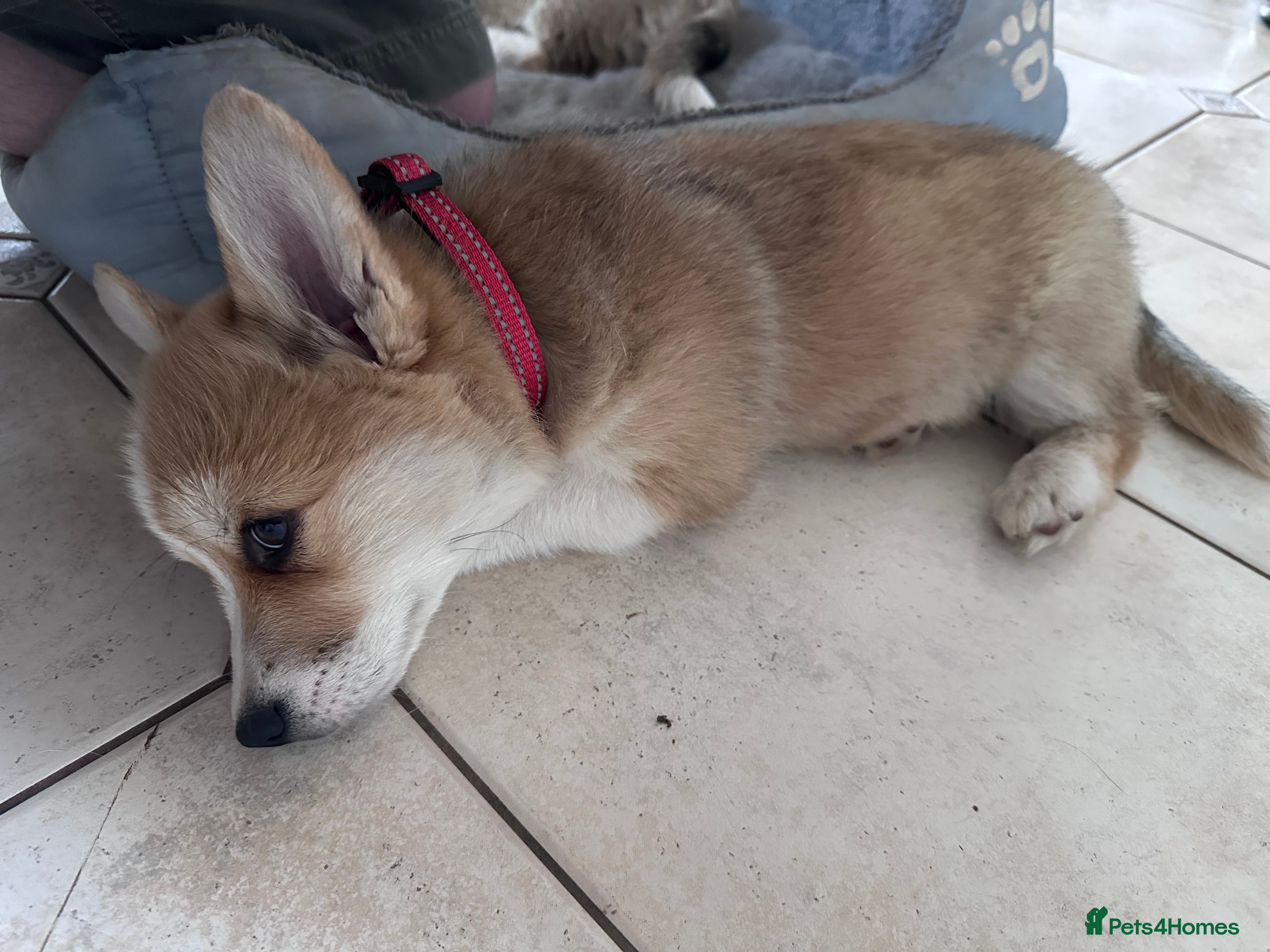 Welsh Corgi Pembroke dogs Pedigree Pembrokeshire Welsh Corgi Puppies - Advert 2