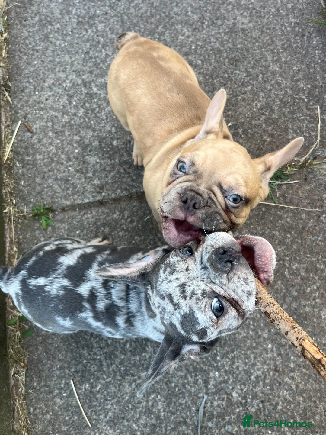 French Bulldog dogs for sale: Milo, Lovable boy Frenchie, amazing price 💫 - Image 14