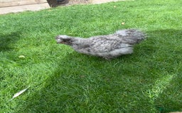 Chickens poultry for sale: American Silkie Cockerel for Sale - Image 2