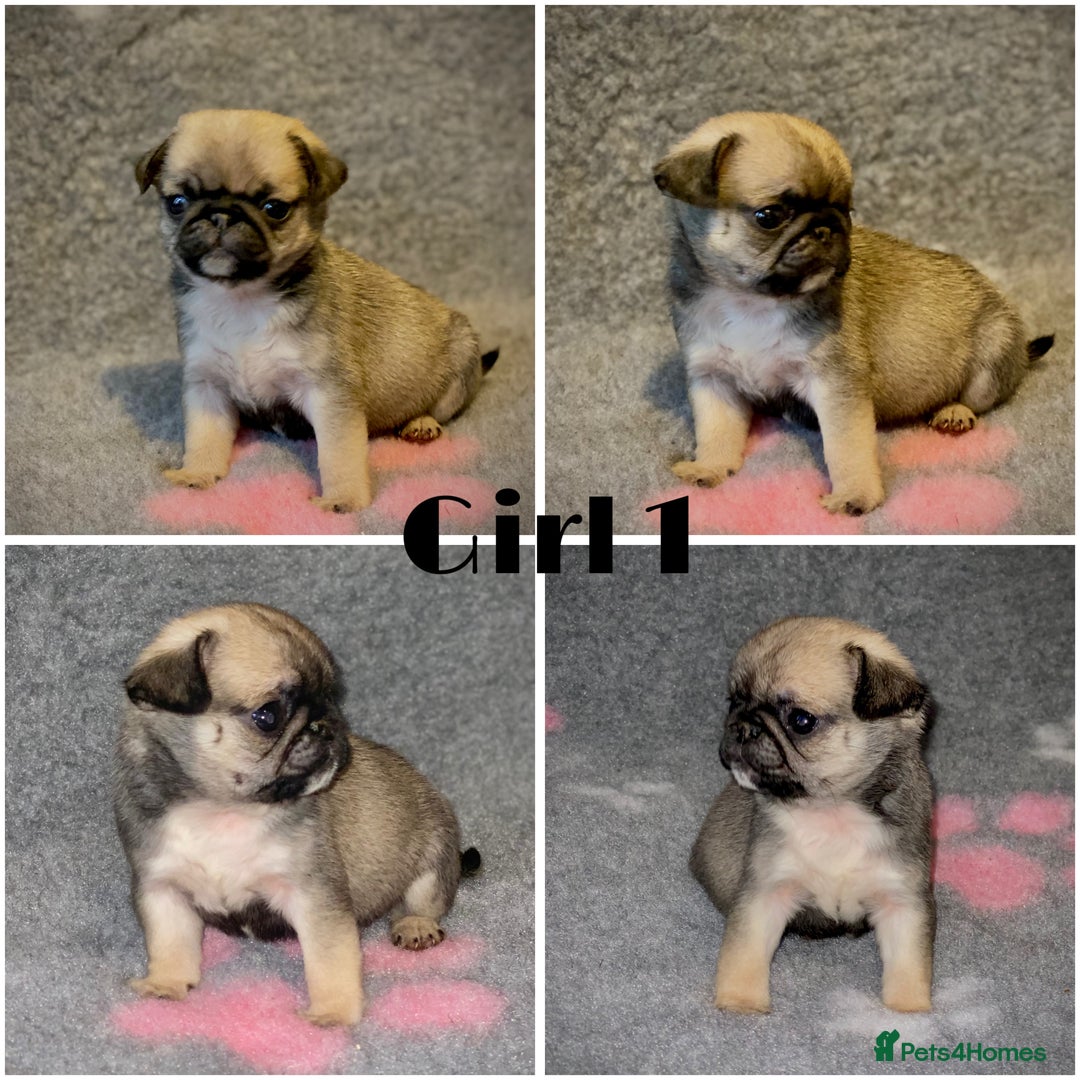 Pug dogs for sale: Beautiful Pug Puppies  - Advert 2