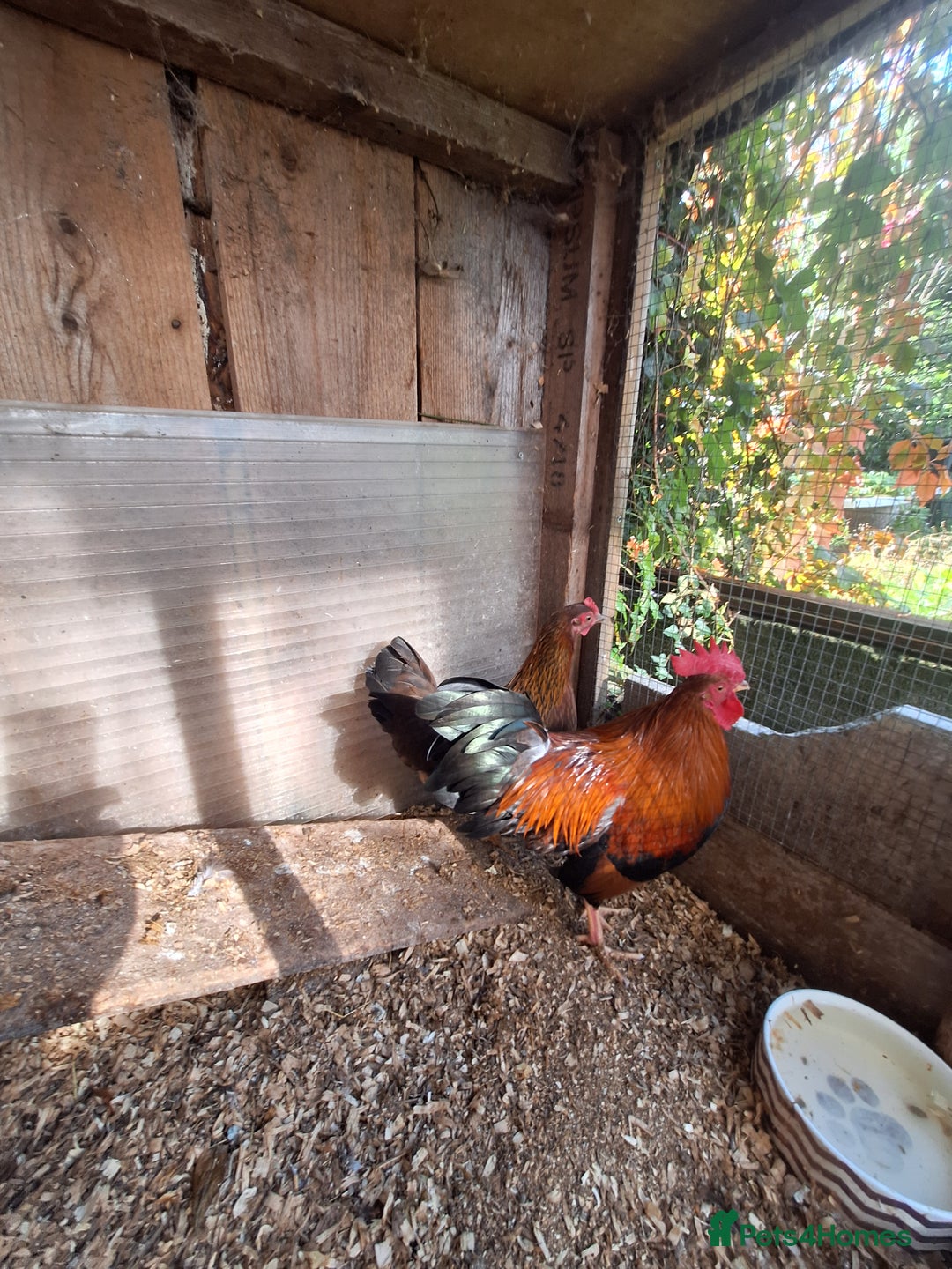 Chickens poultry for sale: Welsummer bantams for sale £40 for the pair  - Image 4