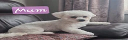 Bichon Frise dogs for sale: KC REG BICHON FRISE HEALTH TESTED CHAMPION LINES - Advert 2