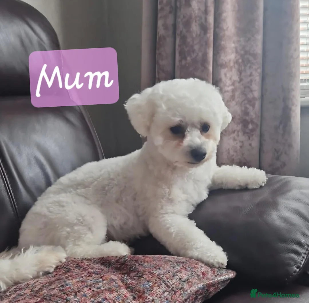 Bichon Frise dogs for sale: KC REG BICHON FRISE HEALTH TESTED CHAMPION LINES - Advert 2