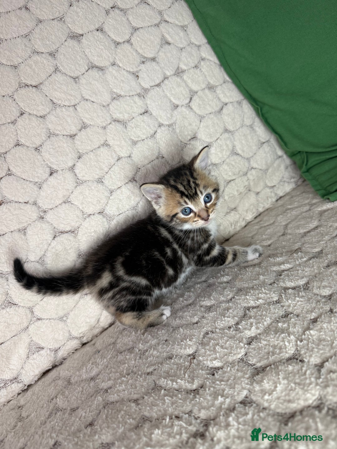 Mixed Breed cats for sale: ONLY ONE LITTLE BOY KITTEN LEFT - Advert 4