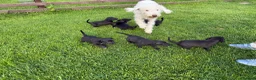 Mixed Breed dogs for sale: First Cross Bedlington Whippets in Whitby - Advert 2