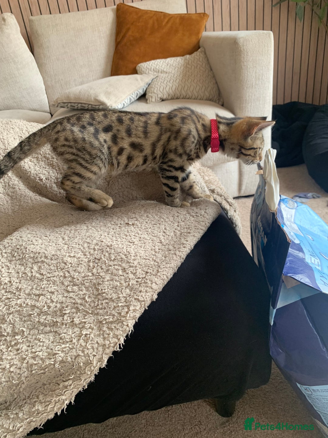 Domestic Shorthair cats for sale: Beautiful female kitten - Image 2