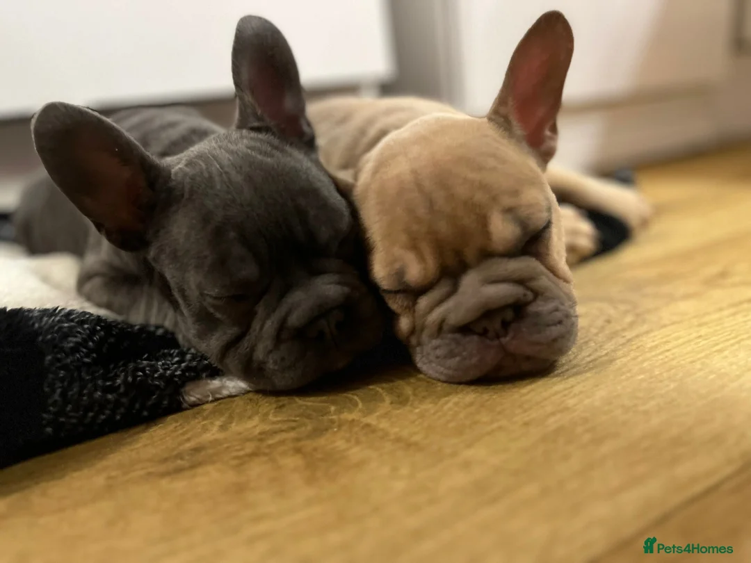 French Bulldog dogs for sale: Beautiful French bulldog pups - Advert 2
