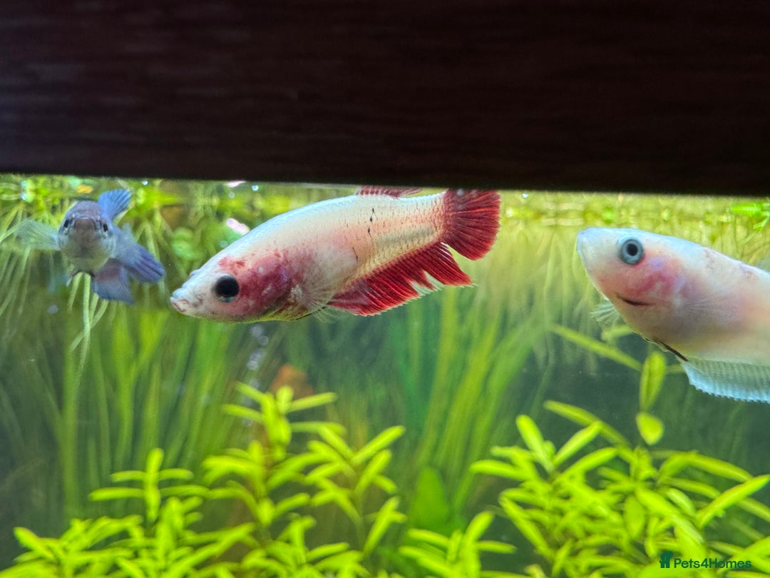 Bettas fish for sale: 350Litre 4ft Tank Plus Fish plants and decorations - Advert 8