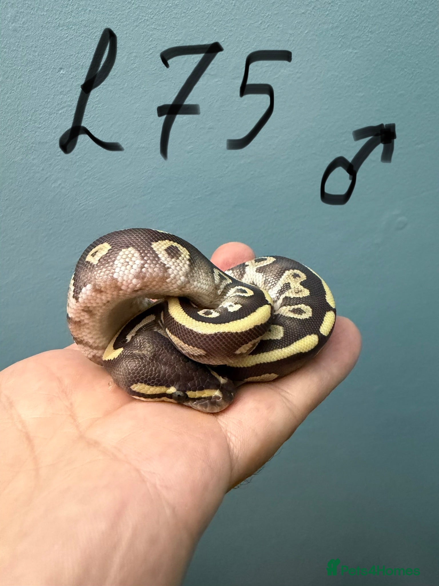 Python Snake reptiles Stunning CB26 Ball Python Hatchlings - Advert 2