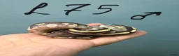 Python Snake reptiles for sale: Stunning CB26 Ball Python Hatchlings - Advert 2