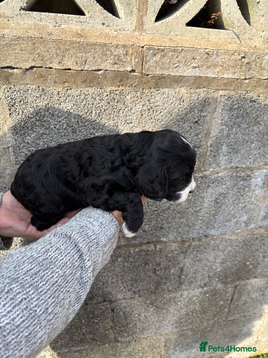 Cavapoo dogs for sale: Gorgeous male cavapoo puppies  - Image 7