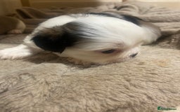 Mixed Breed dogs for sale: Female Border Terrier X ShitZu  - Image 4