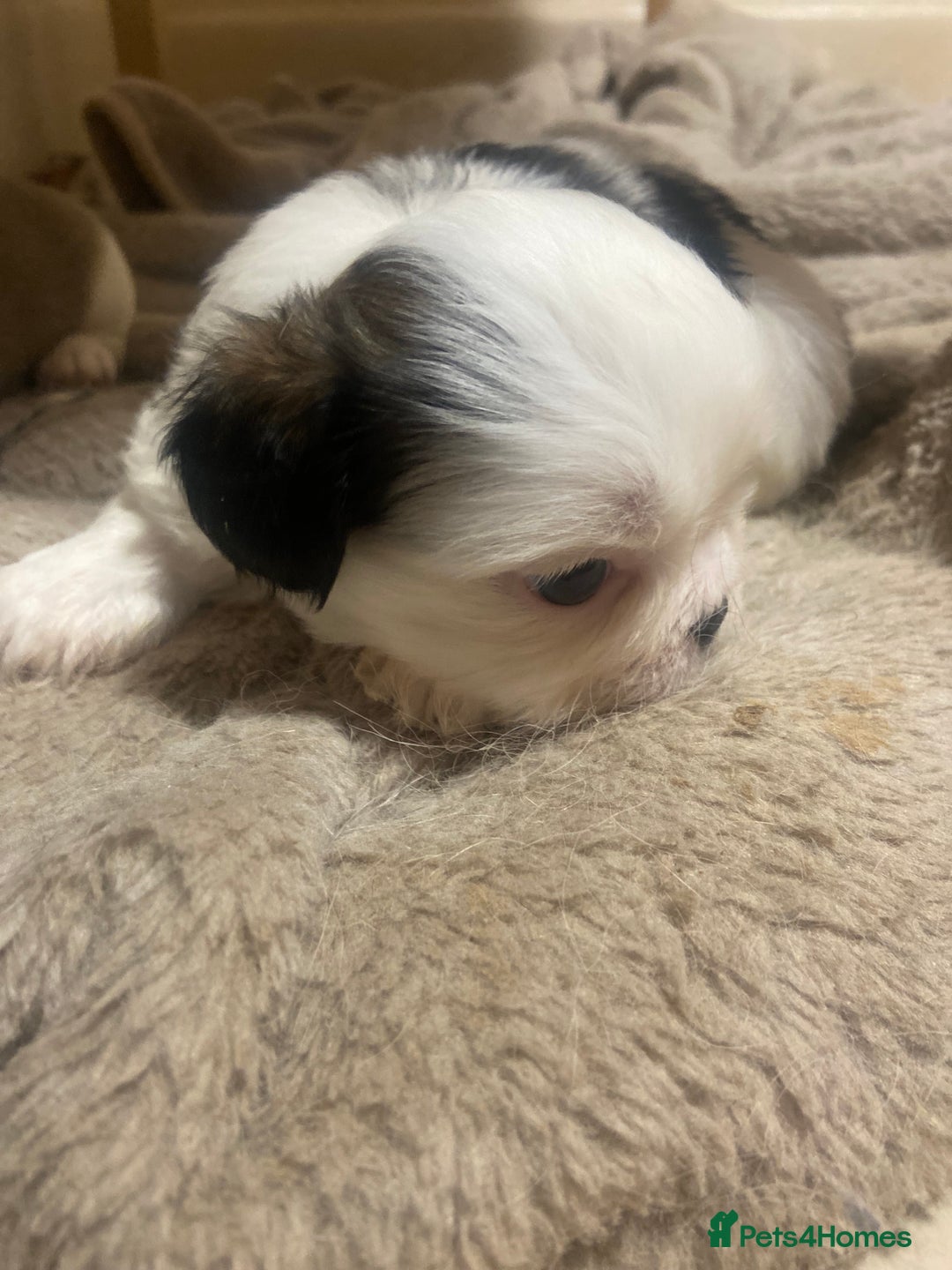 Mixed Breed dogs for sale: Female Border Terrier X ShitZu  - Image 4